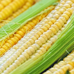 Corn and wheat