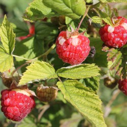 Khatuna`s Raspberries